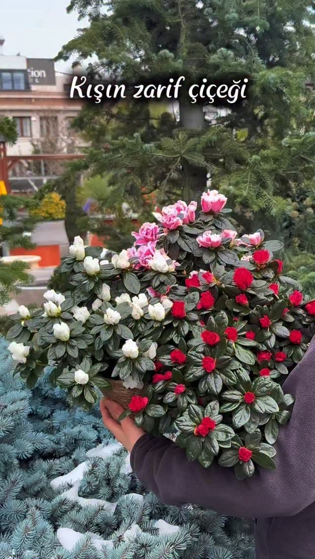 Post 2 by KASABA PEYZAJ on Instagram (video)