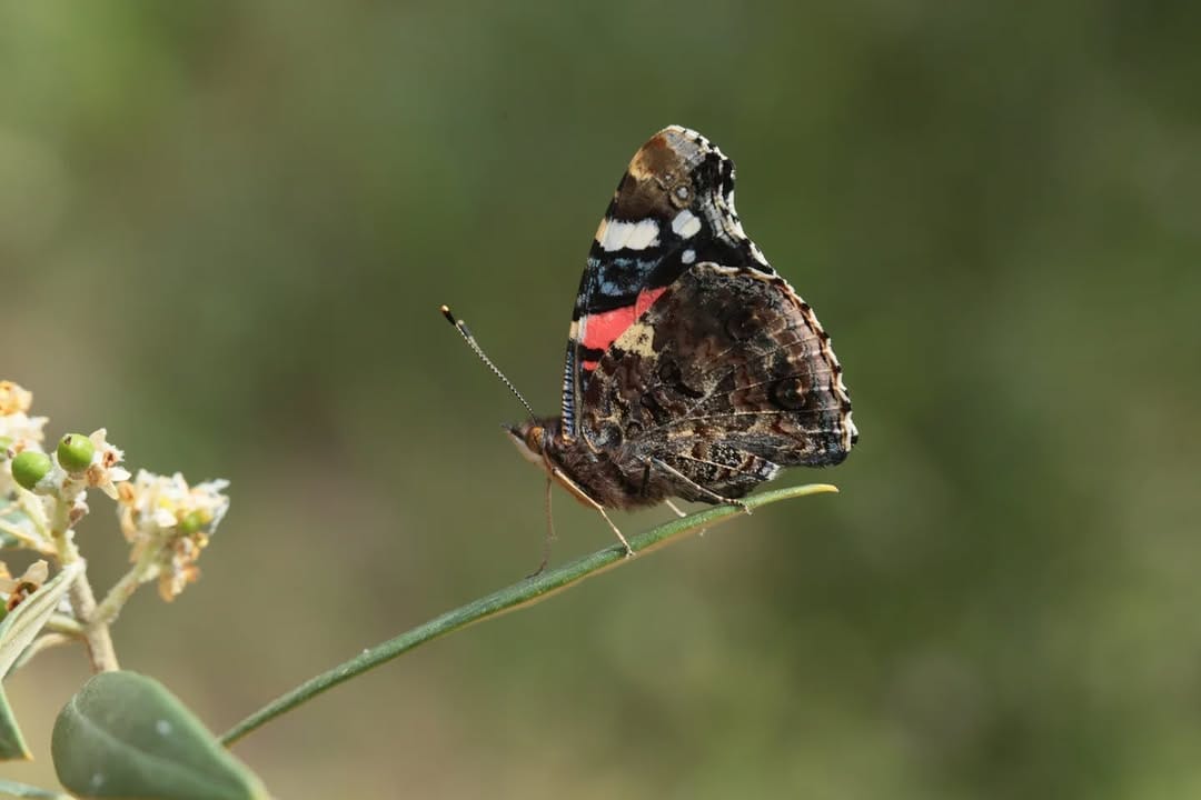 Post 8 by Zeytinseli Zeytin Zeytinyağı on Instagram (image)