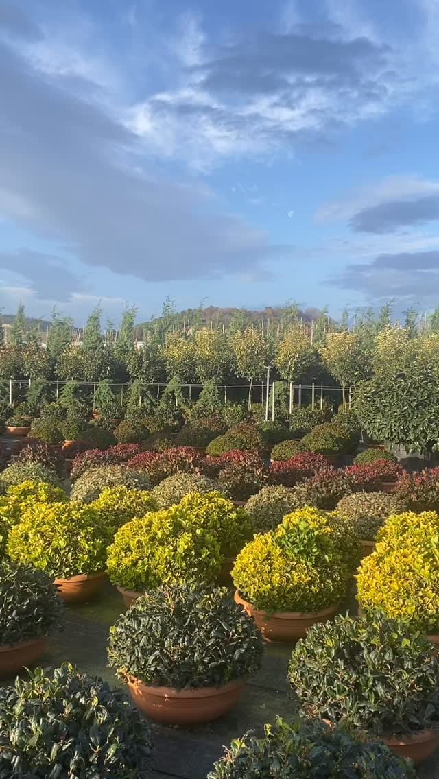 Post 4 by Vrl Süs Bitkileri on Instagram (video)