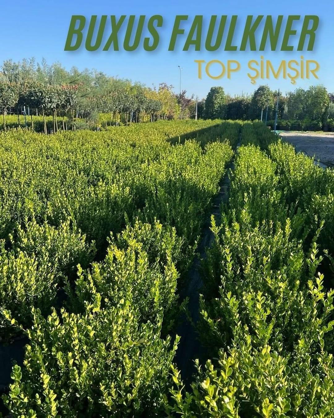 Post 6 by Vrl Süs Bitkileri on Instagram (image)