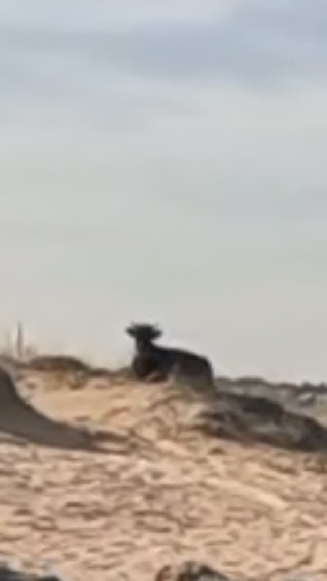 Post 4 by Görkem Gürsoy on Instagram (video)
