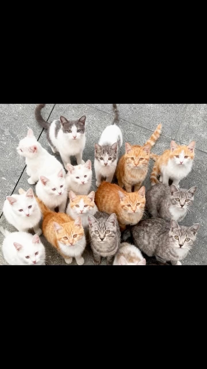 Post 6 by Görkem Gürsoy on Instagram (video)