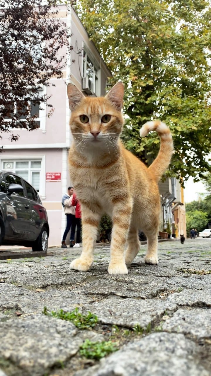 Post 8 by ISTANBUL TRAVEL on Instagram (video)