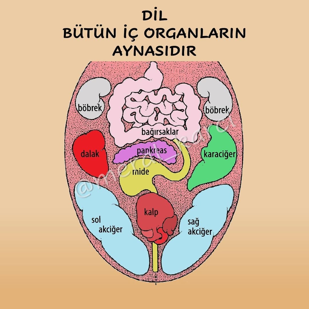 Post 10 by Meral Karcı | Bütünsel Sağlıklı Yaşam Rehberi on Instagram (carousel)