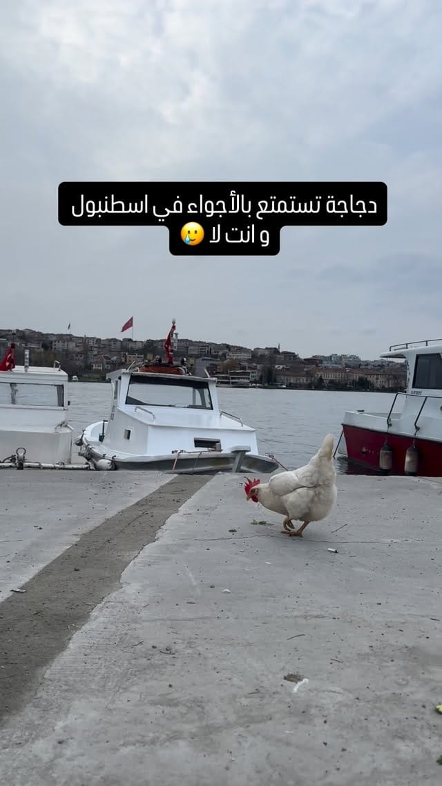 Post 1 by Hwayda dagher on Instagram (video)