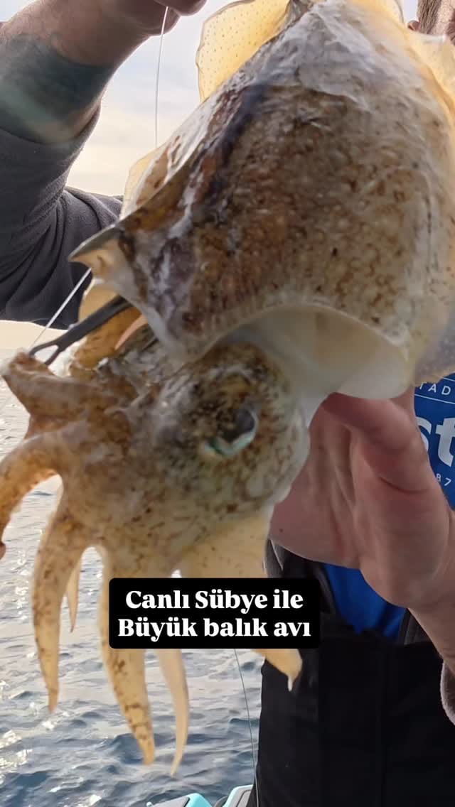 Post 5 by Atilla Mert | Balık Firarda on Instagram (video)