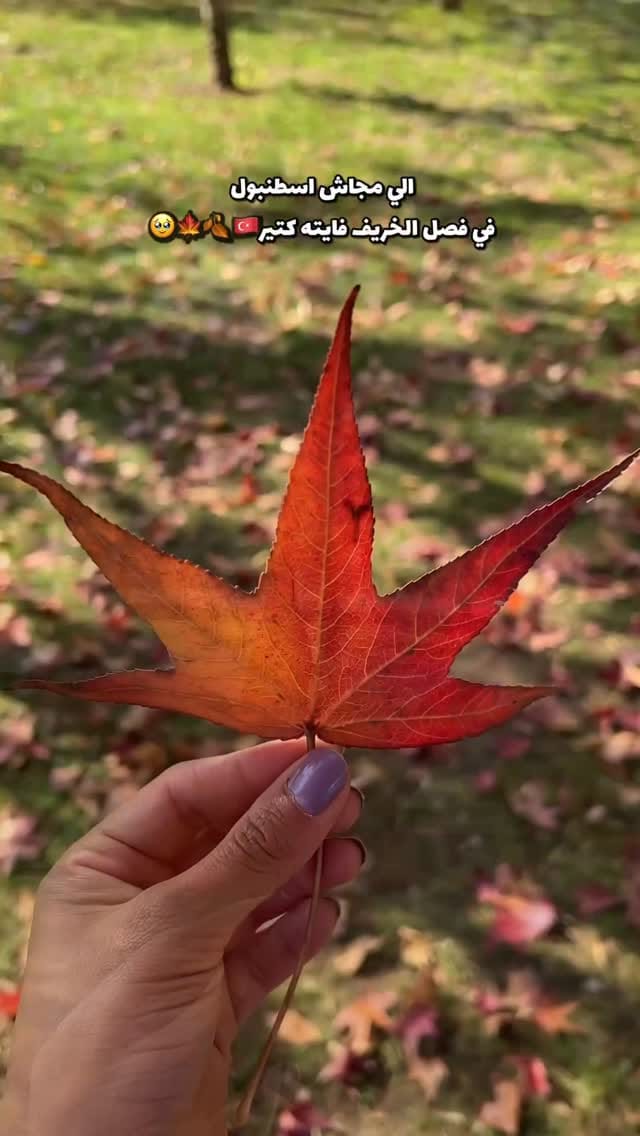 Post 5 by E N J Y  T A R E K | انجي طارق on Instagram (video)