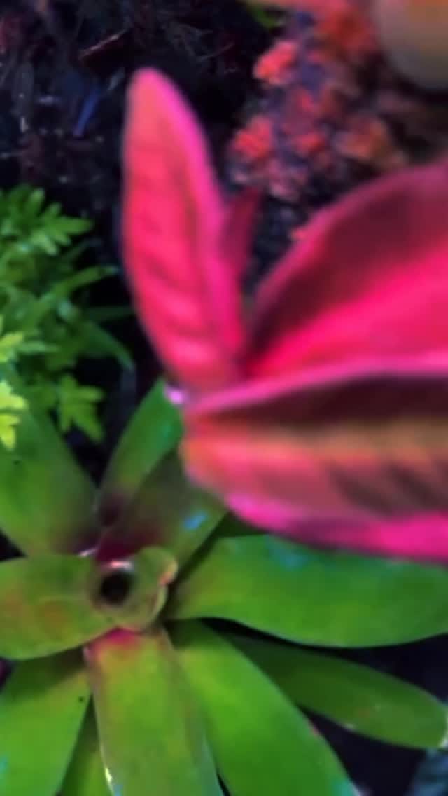 Post 4 by Discus.ae on Instagram (video)