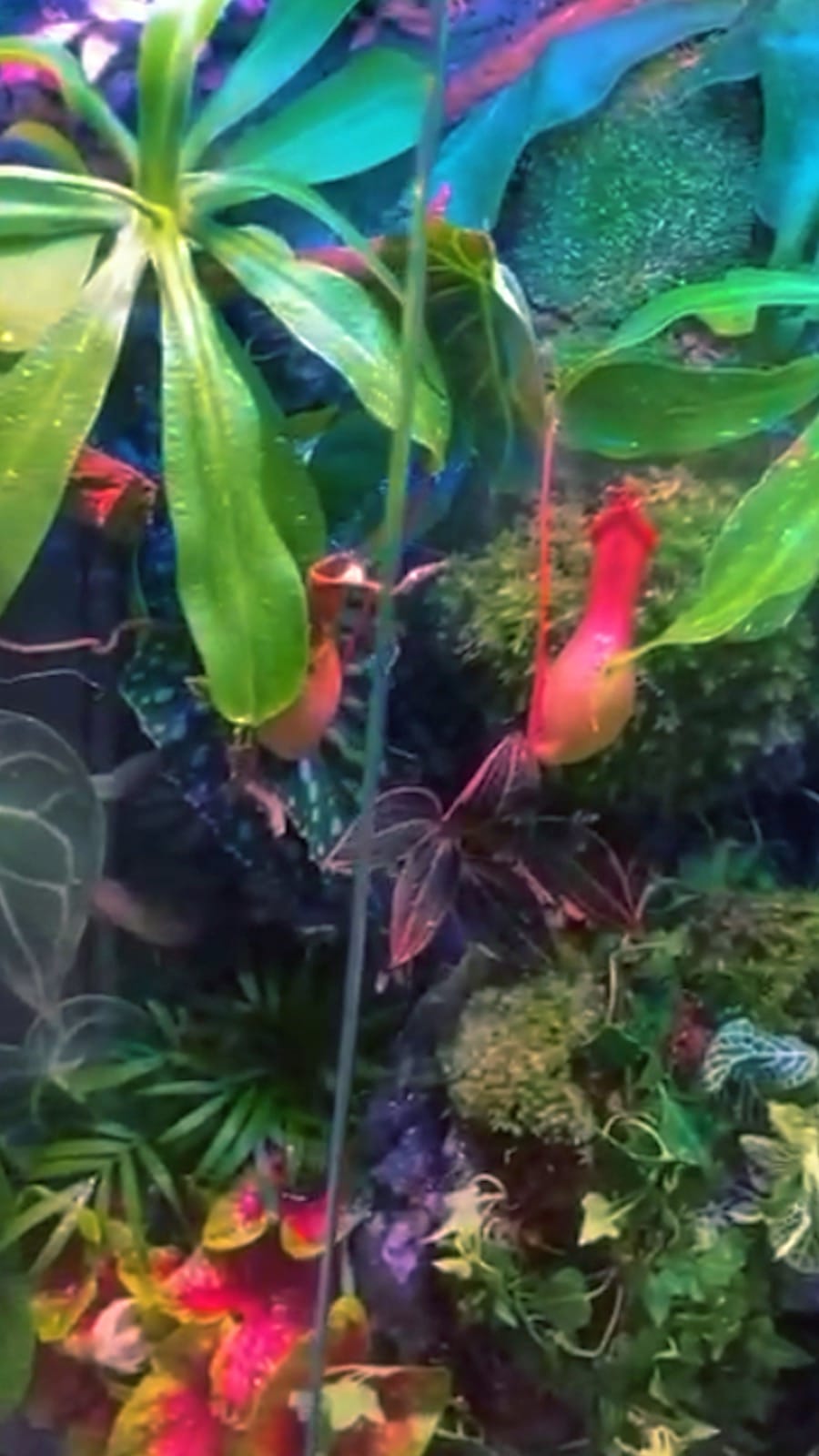 Post 5 by Discus.ae on Instagram (video)