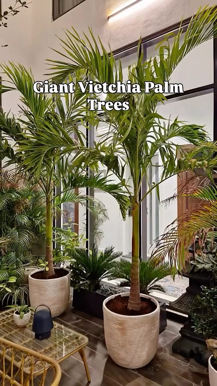 Post 7 by Well Potted Plants LLC on Instagram (video)
