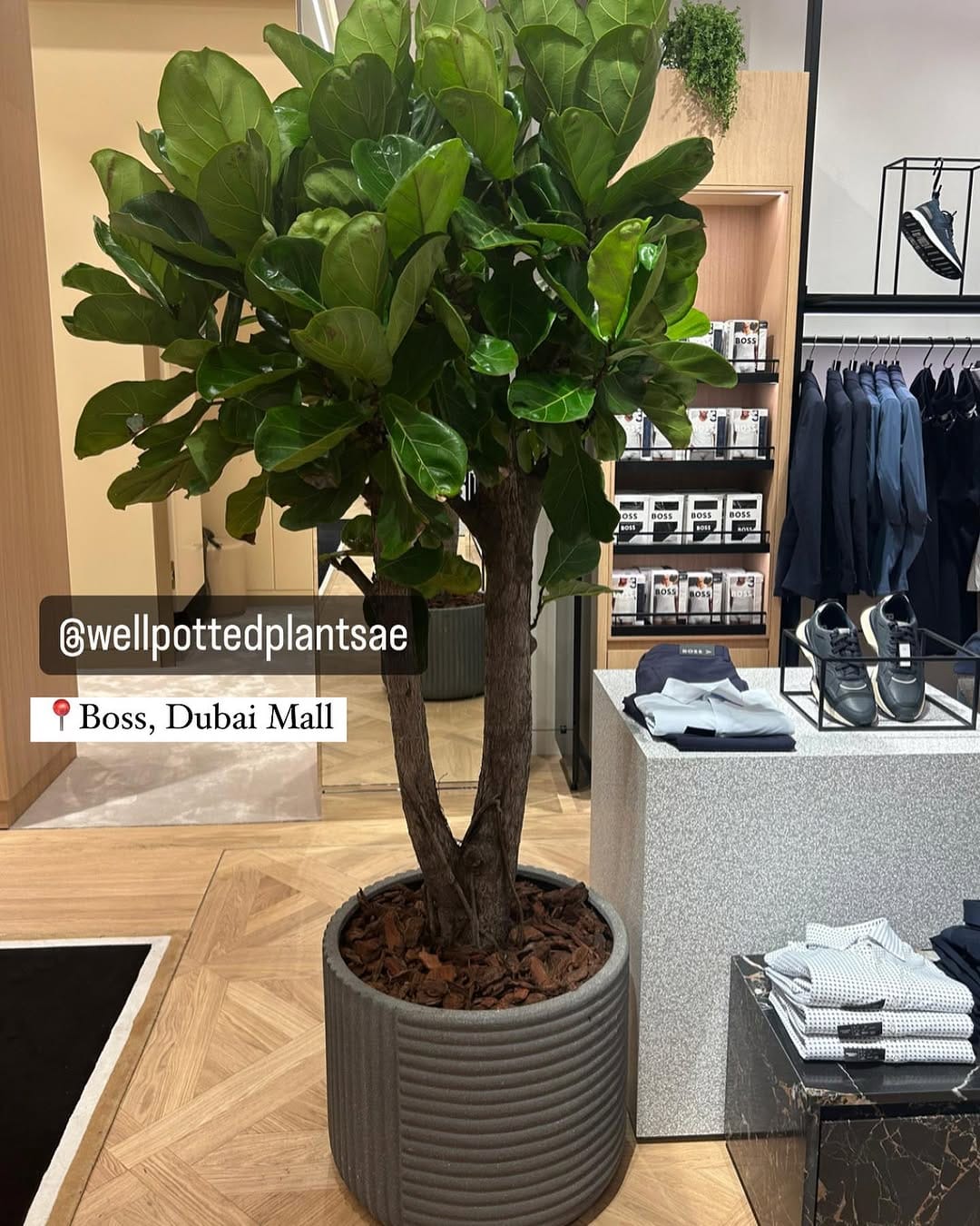 Post 10 by Well Potted Plants LLC on Instagram (carousel)