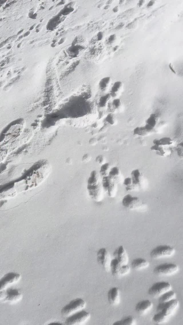 Post 8 by Partsouq official on Instagram (video)