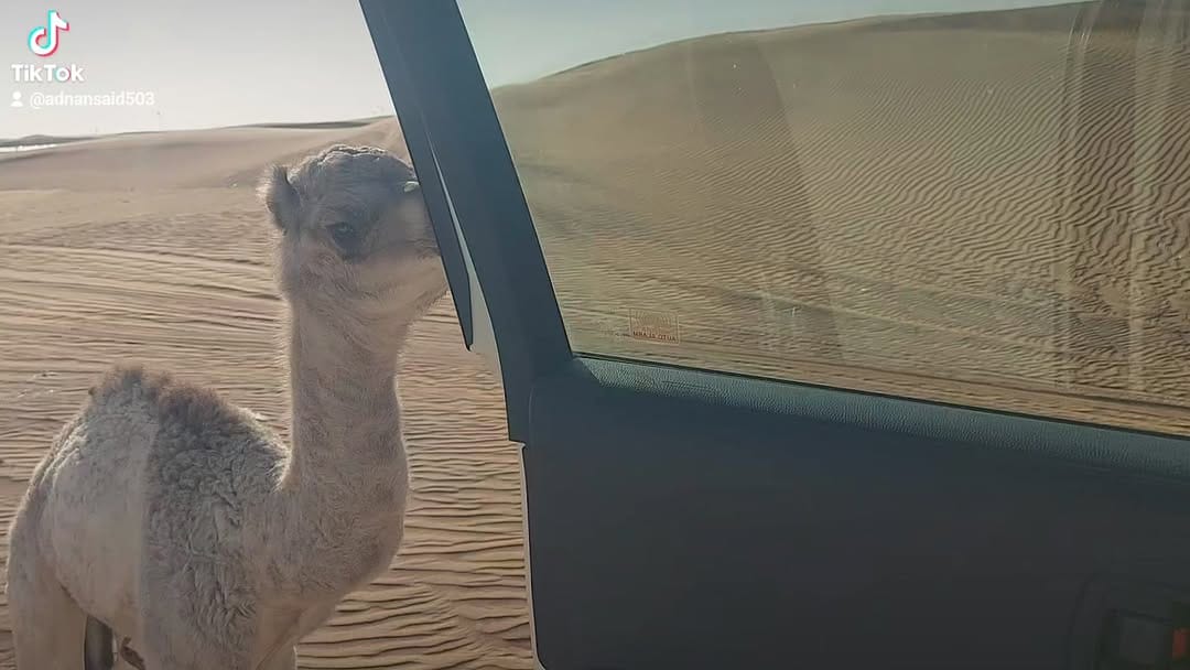Post 9 by Adnan said on Instagram (video)