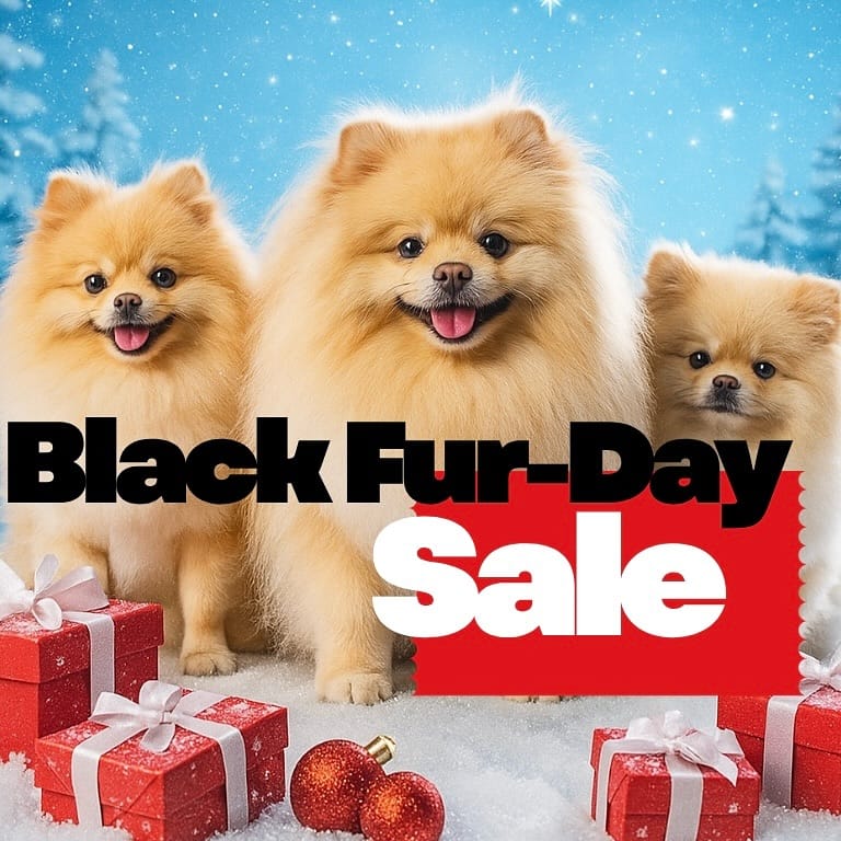 Post 4 by Bear Supreme | Designer Pet Clothes , Toys & Accessories on Instagram (image)