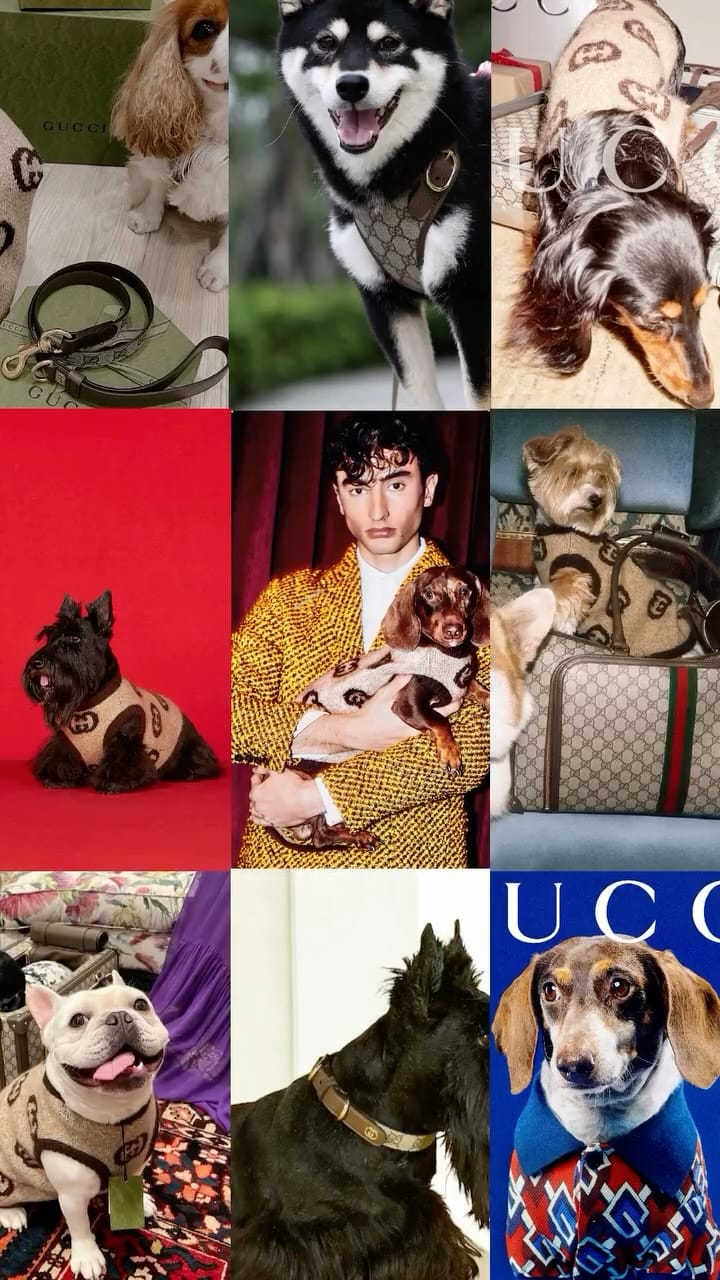 Post 7 by Bear Supreme | Designer Pet Clothes , Toys & Accessories on Instagram (video)