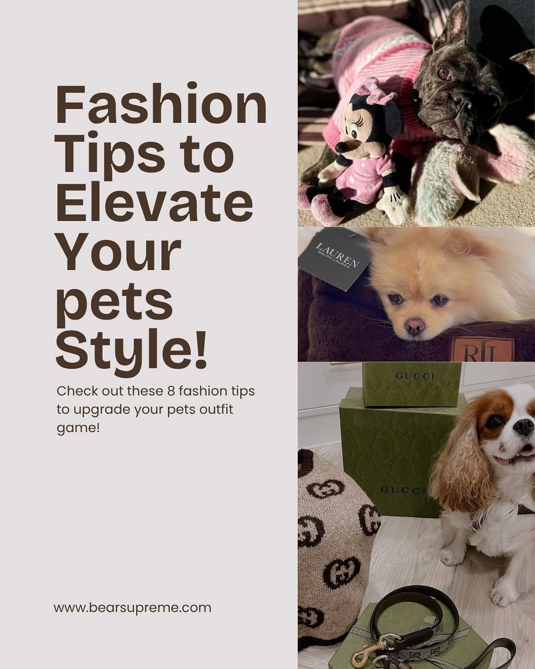 Post 5 by Bear Supreme | Designer Pet Clothes , Toys & Accessories on Instagram (carousel)
