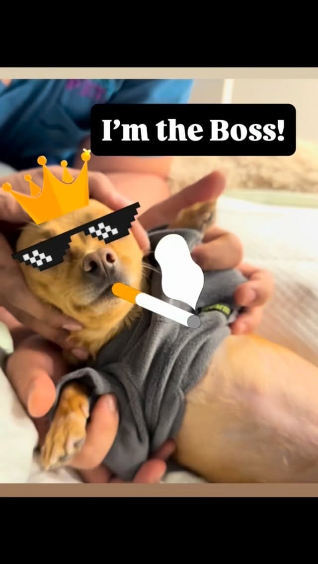 Post 1 by Dr.Diana Lavareda | Balanced Vet Life on Instagram (video)