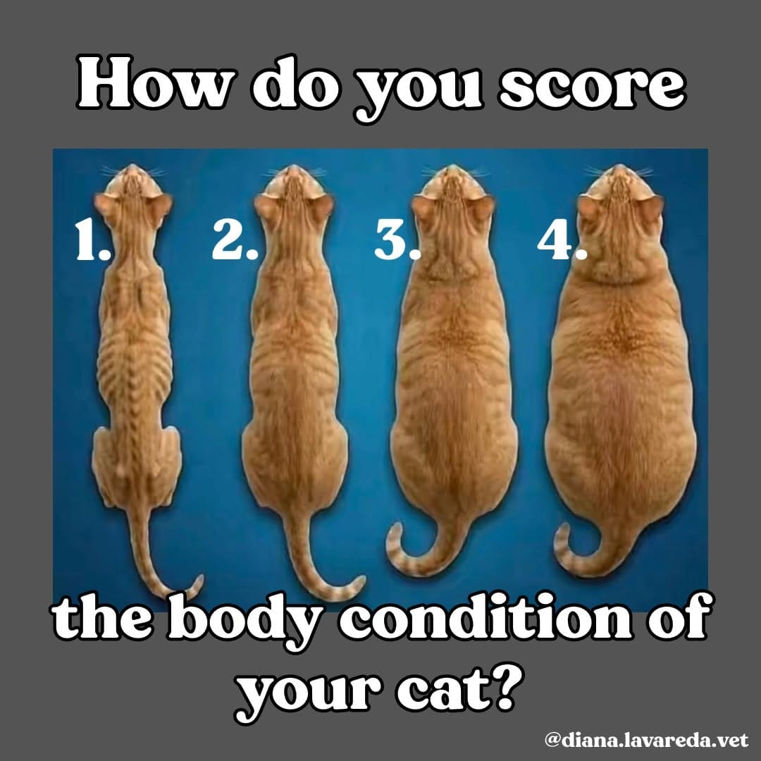 Post 8 by Dr.Diana Lavareda | Balanced Vet Life on Instagram (image)