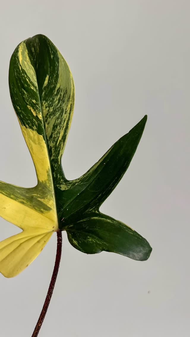 Post 9 by Plant Studio LLC on Instagram (video)