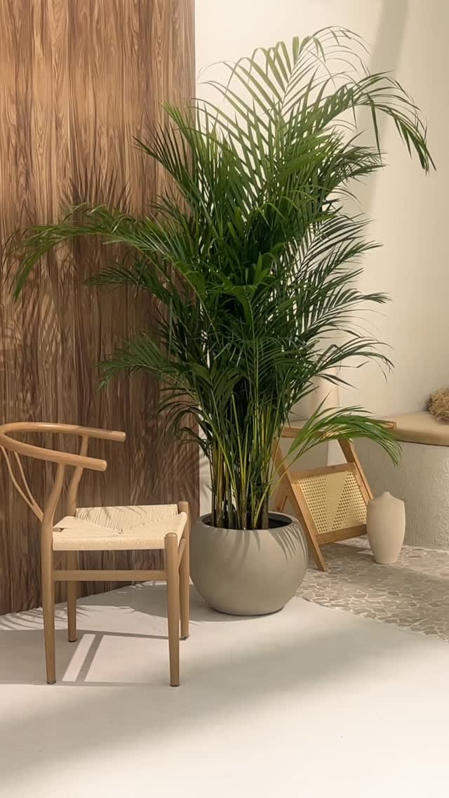 Post 10 by Plant Studio LLC on Instagram (video)
