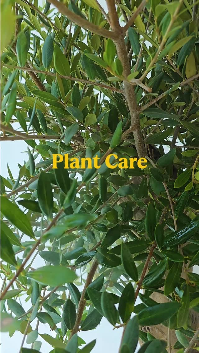 Post 5 by Plant Studio LLC on Instagram (video)