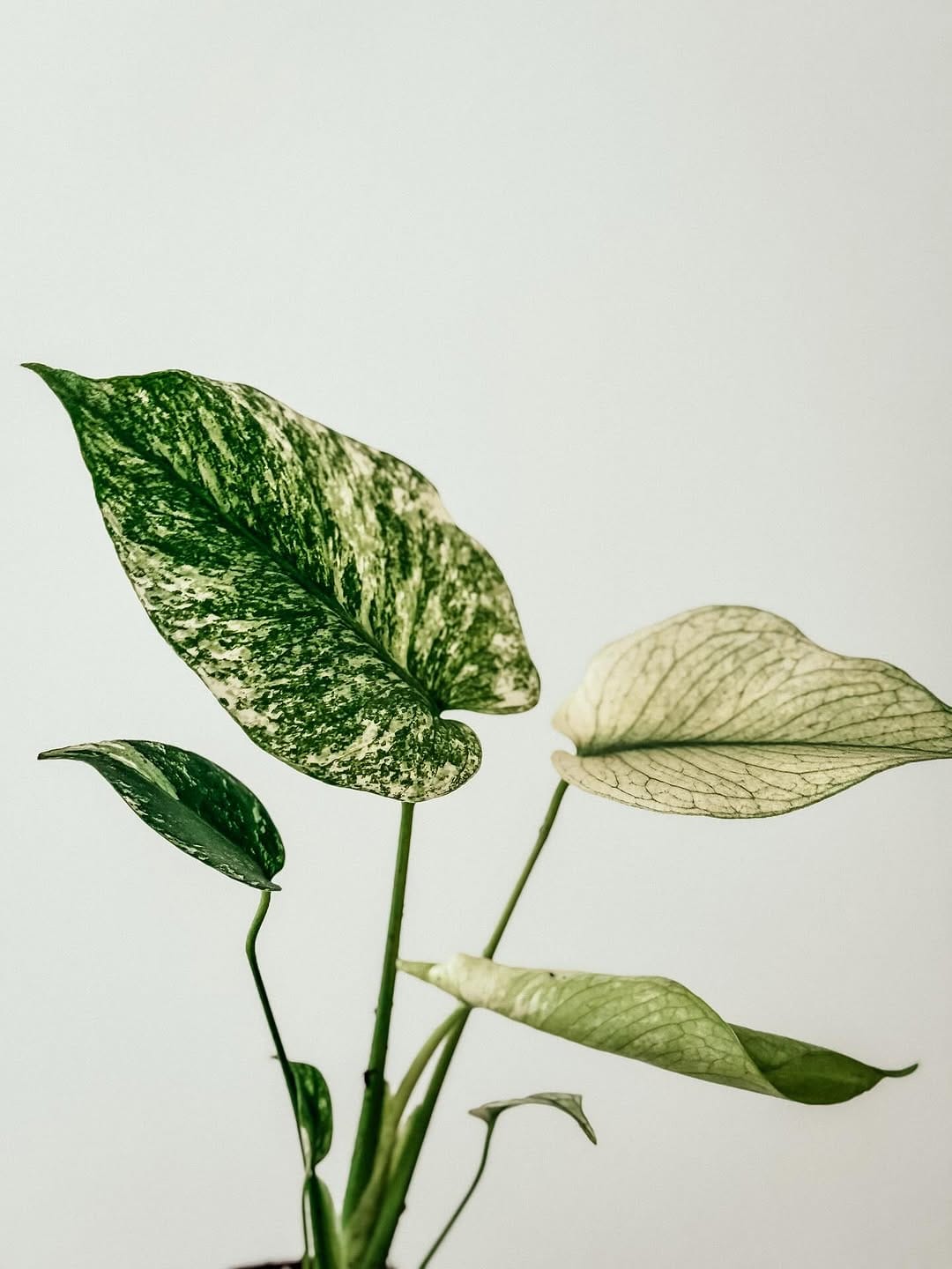 Post 4 by Plant Studio LLC on Instagram (image)