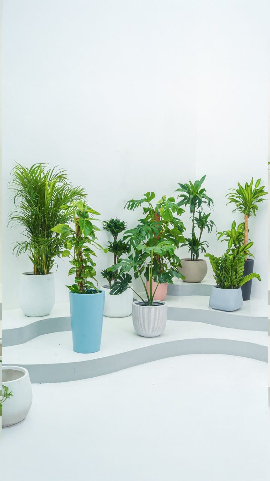 Post 8 by Plant Studio LLC on Instagram (video)
