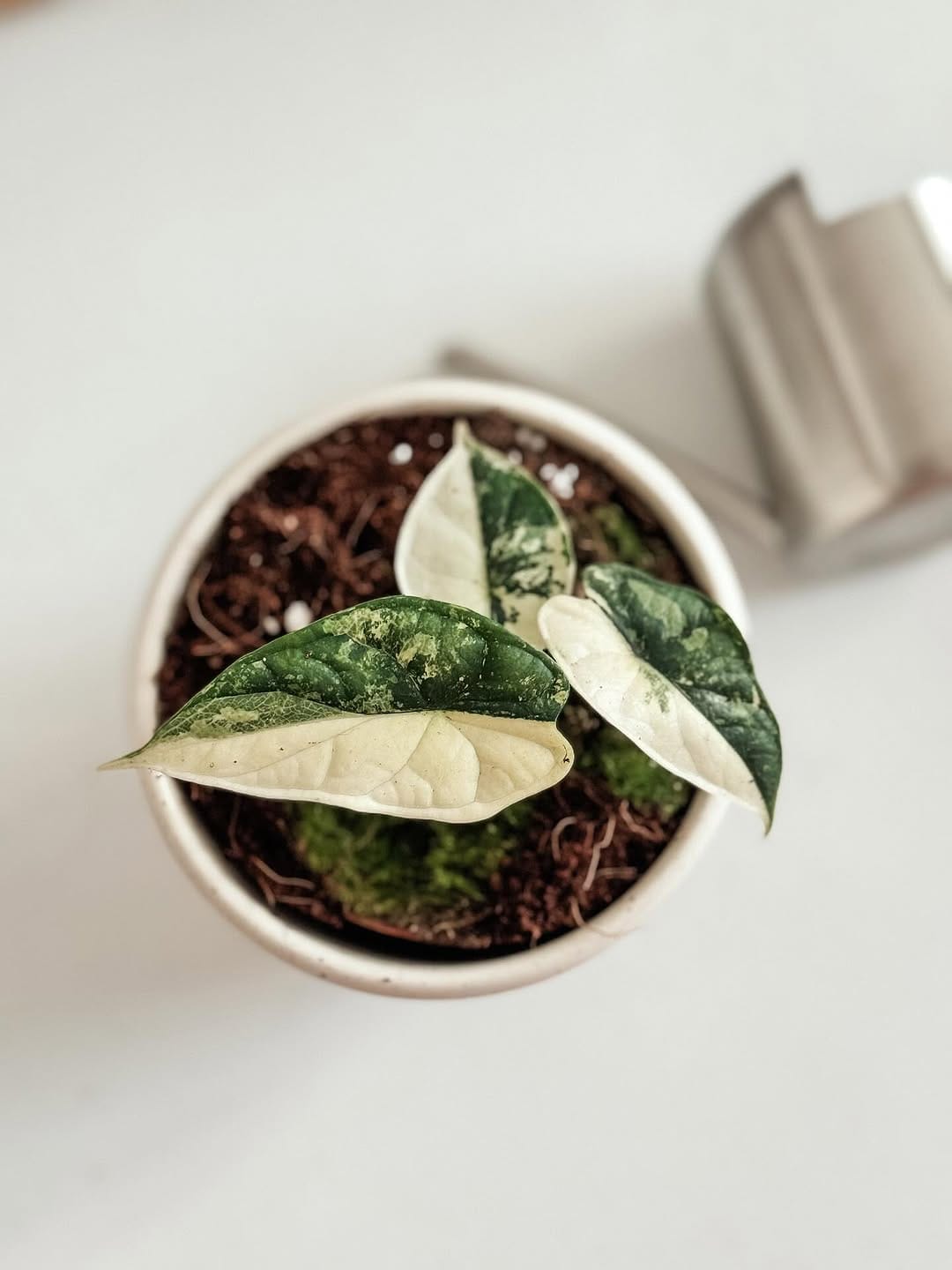 Post 6 by Plant Studio LLC on Instagram (carousel)