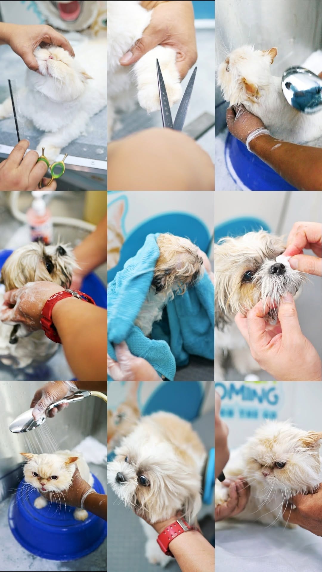 Post 8 by PetBae on Instagram (video)