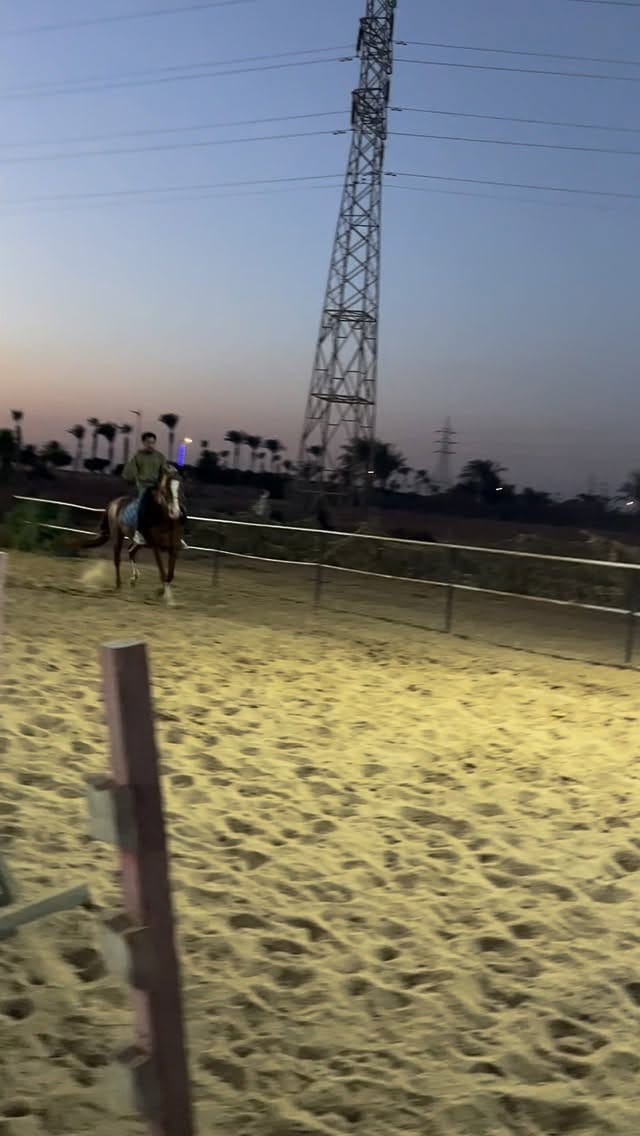 Post 1 by Tarek Shalapy طارق شلبي on Instagram (video)