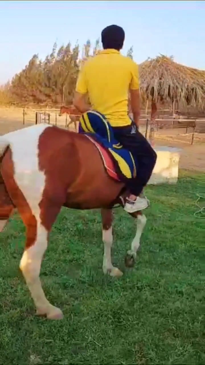 Post 5 by Tarek Shalapy طارق شلبي on Instagram (video)