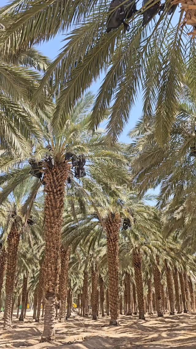 Post 9 by Themar Al Alia on Instagram (video)
