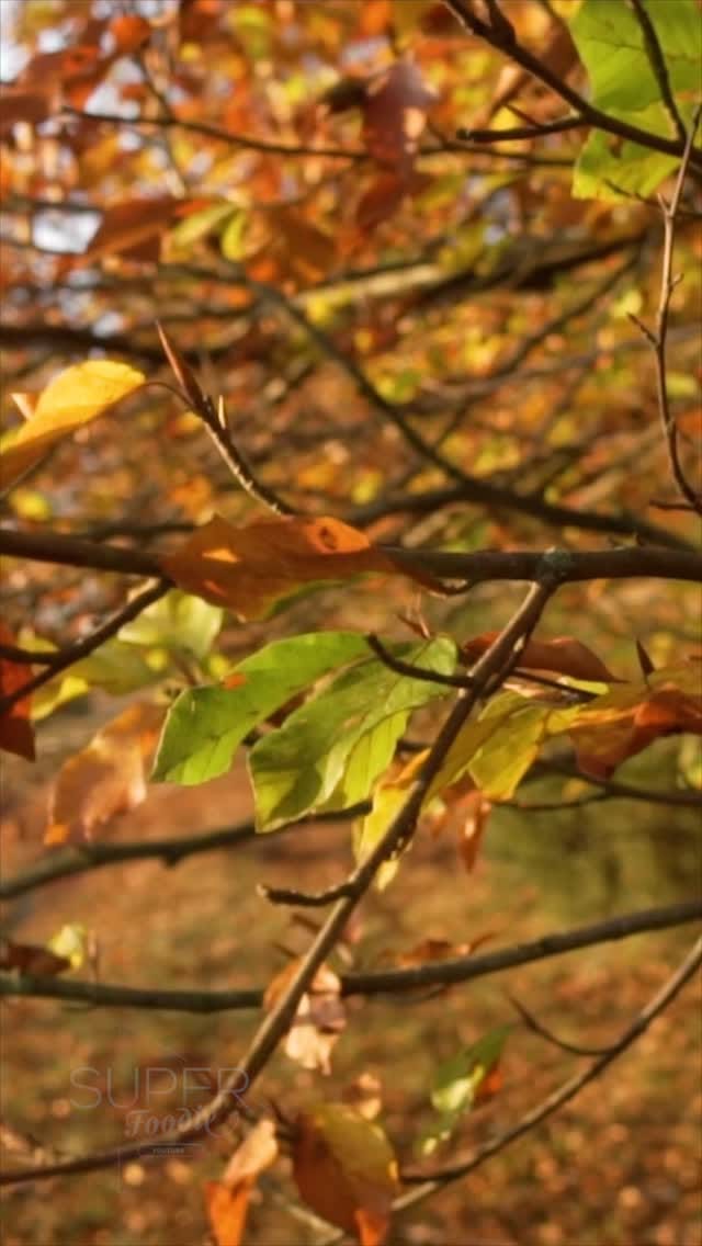 Post 1 by Super Foodie on Instagram (video)