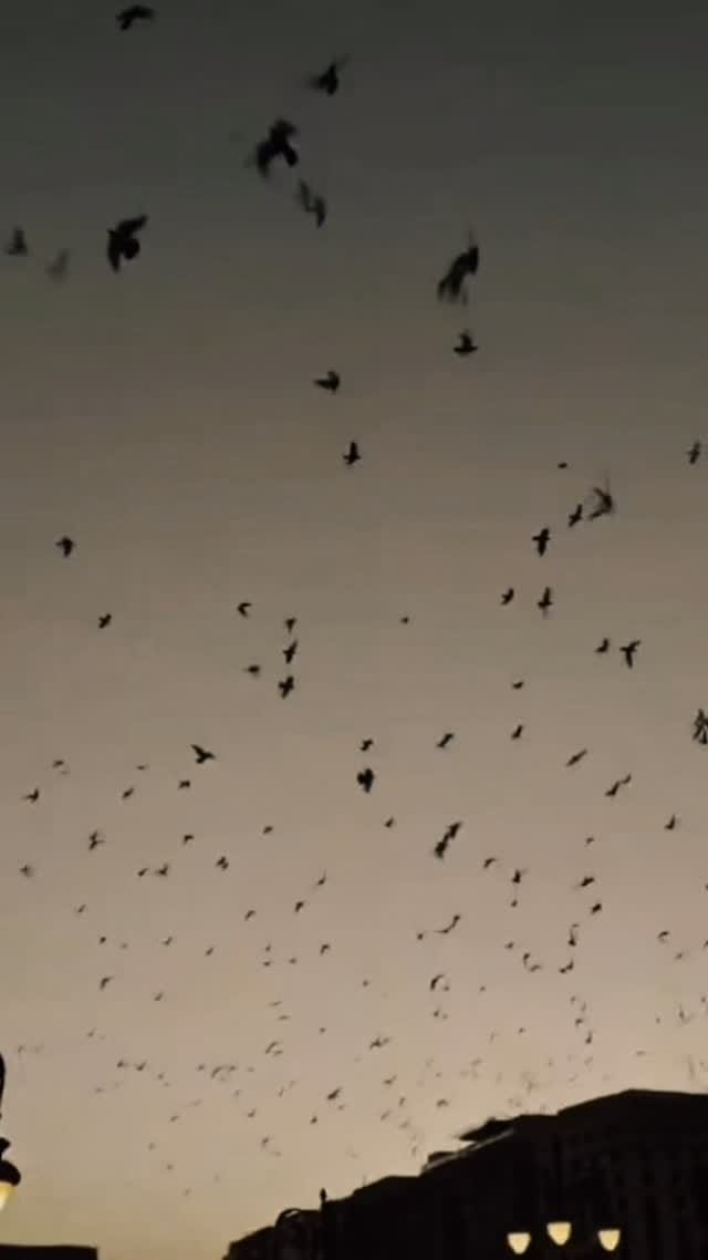 Post 3 by SeLa PuppY on Instagram (video)
