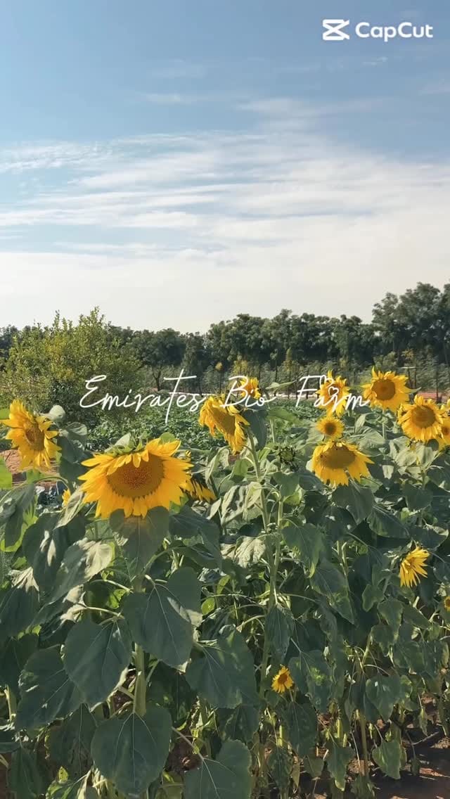 Post 2 by Nedaa Alhasnawi on Instagram (video)