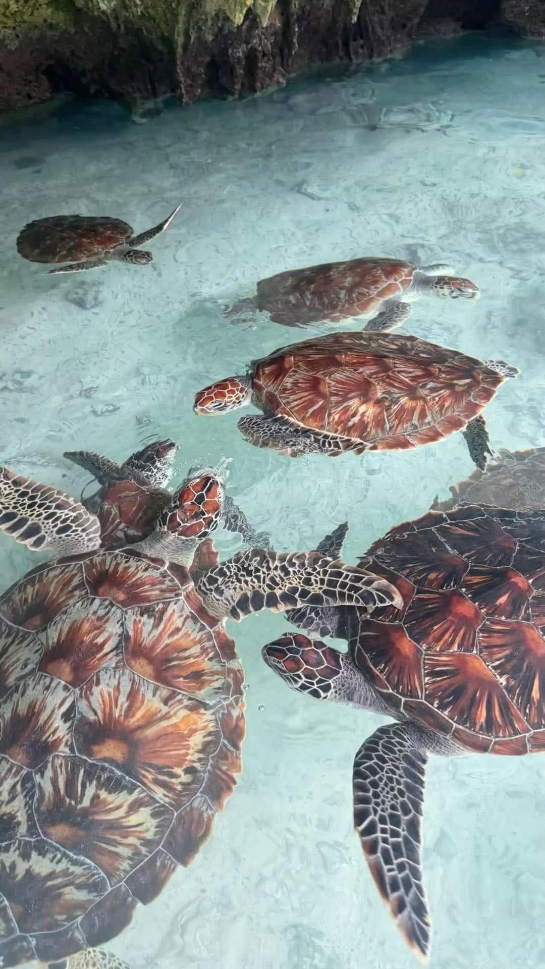 Post 6 by Sarah Harris on Instagram (video)
