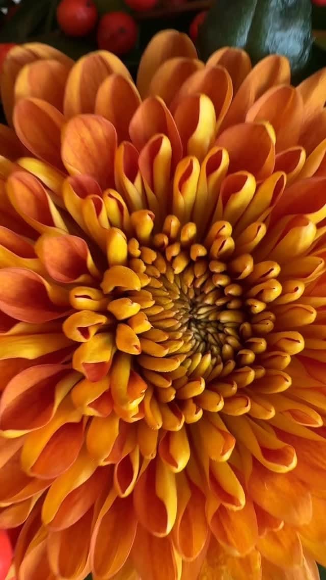 Post 4 by Plaisir Cadeaux et Fleurs on Instagram (video)