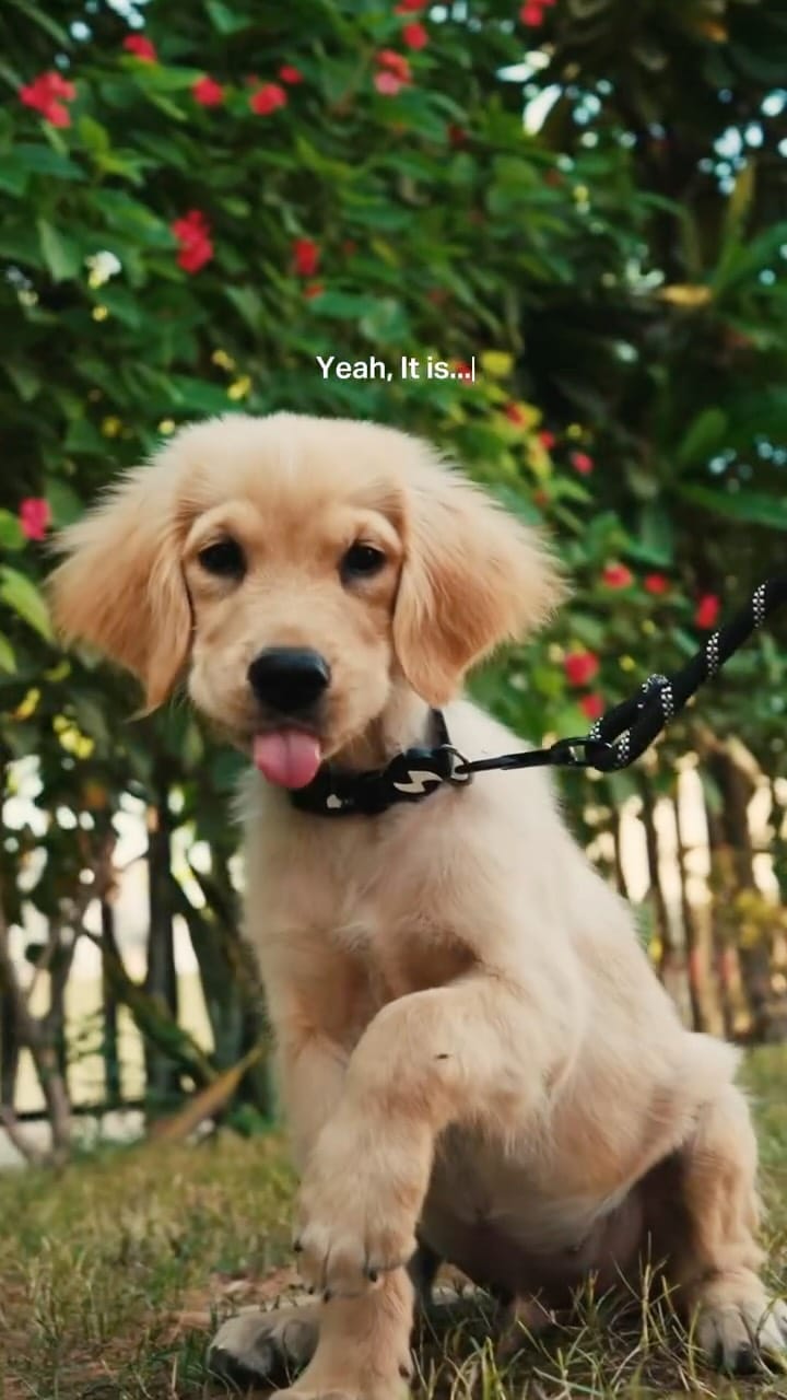 Post 4 by Viya Rewards | Viya Access on Instagram (video)