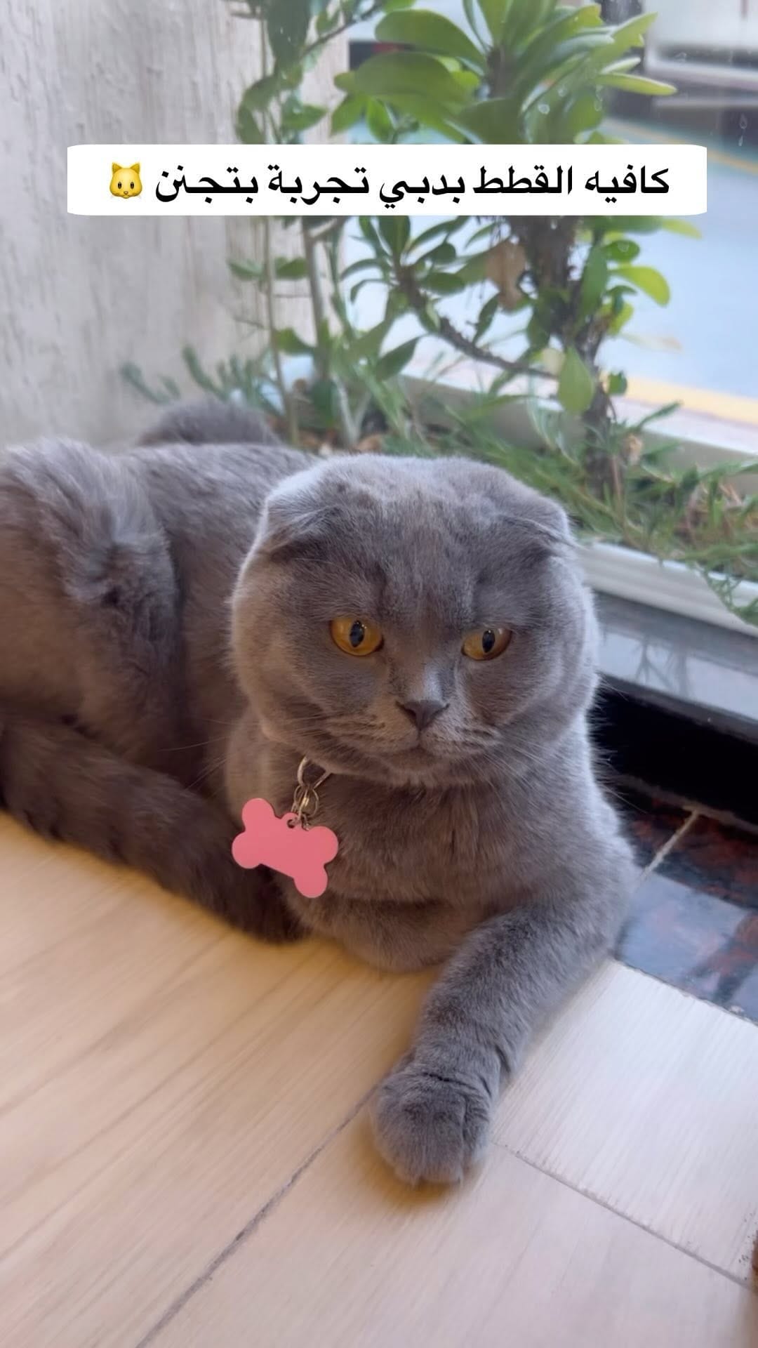 Post 10 by Nour Alshehadat ✨ on Instagram (video)
