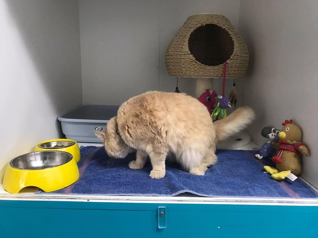 Post 10 by Urban Hub Pet Grooming & Daycare-Boarding on Instagram (image)
