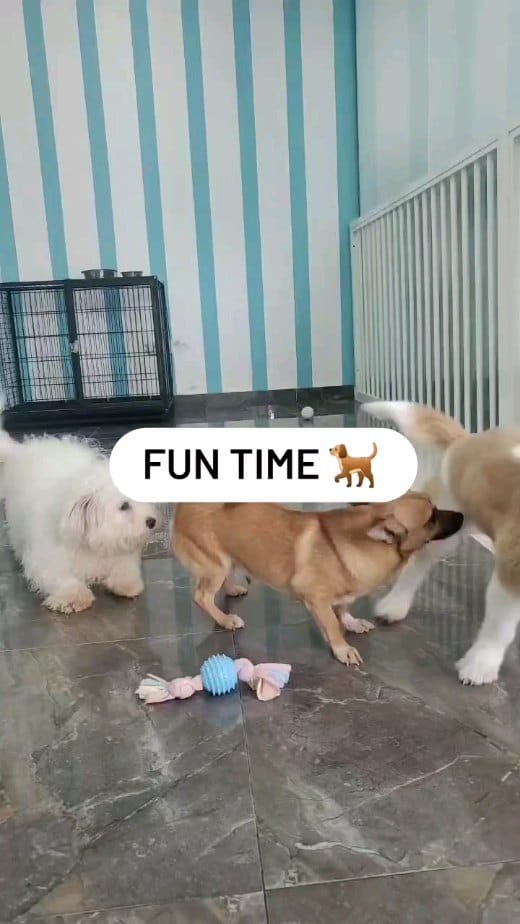 Post 9 by Urban Hub Pet Grooming & Daycare-Boarding on Instagram (video)