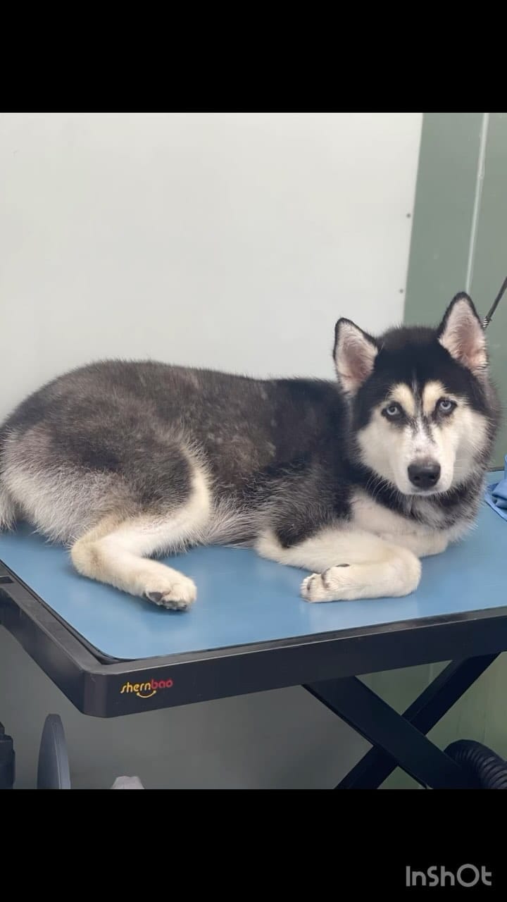 Post 7 by Urban Hub Pet Grooming & Daycare-Boarding on Instagram (video)
