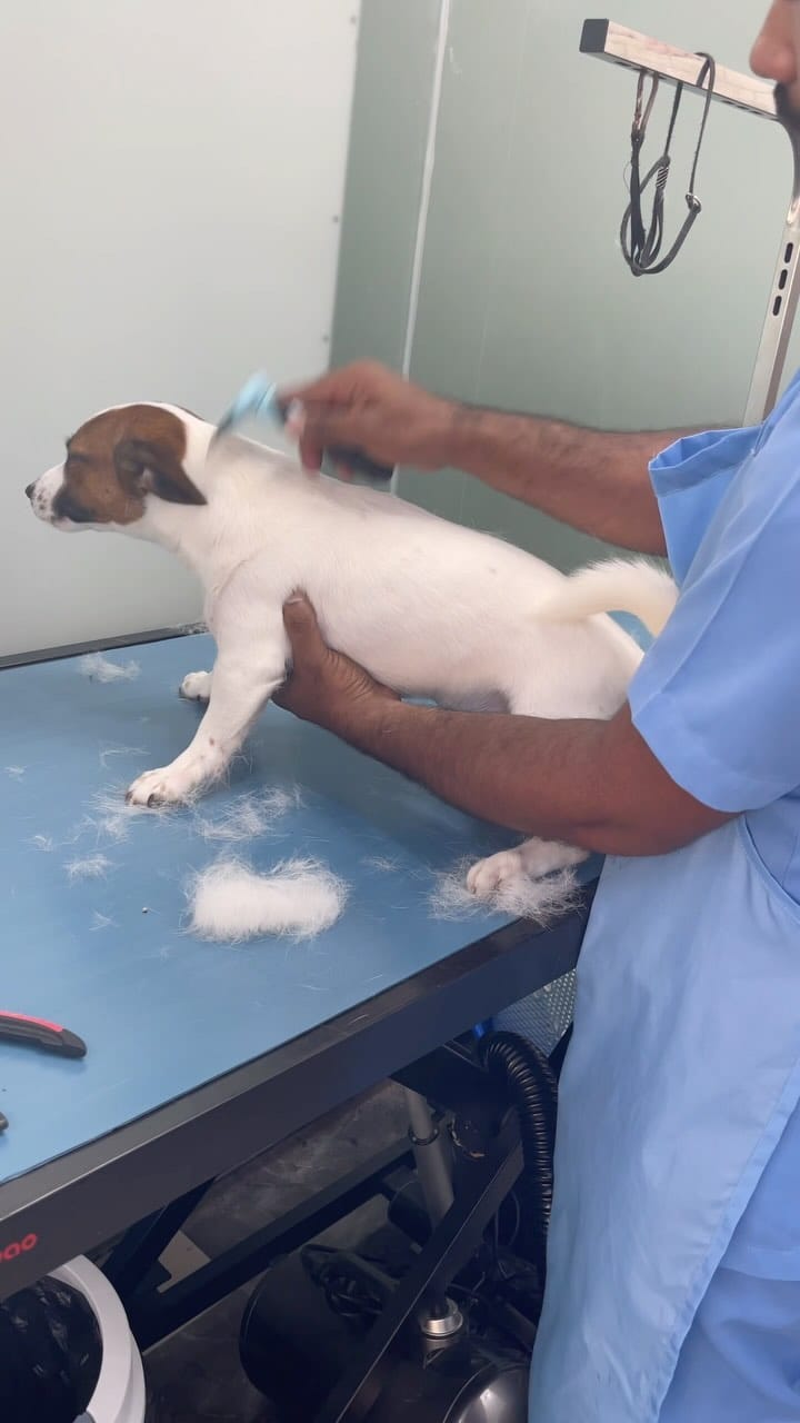 Post 5 by Urban Hub Pet Grooming & Daycare-Boarding on Instagram (video)
