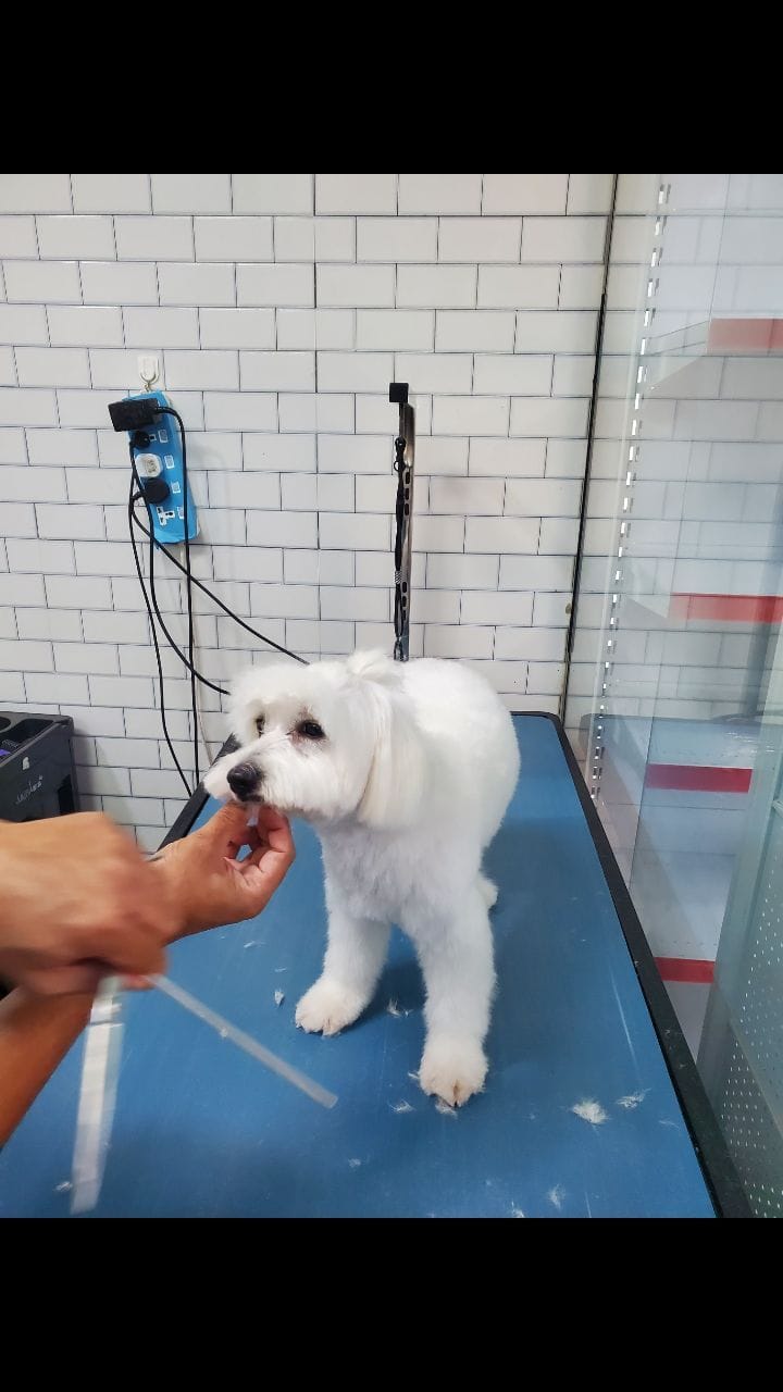 Post 2 by Urban Hub Pet Grooming & Daycare-Boarding on Instagram (video)