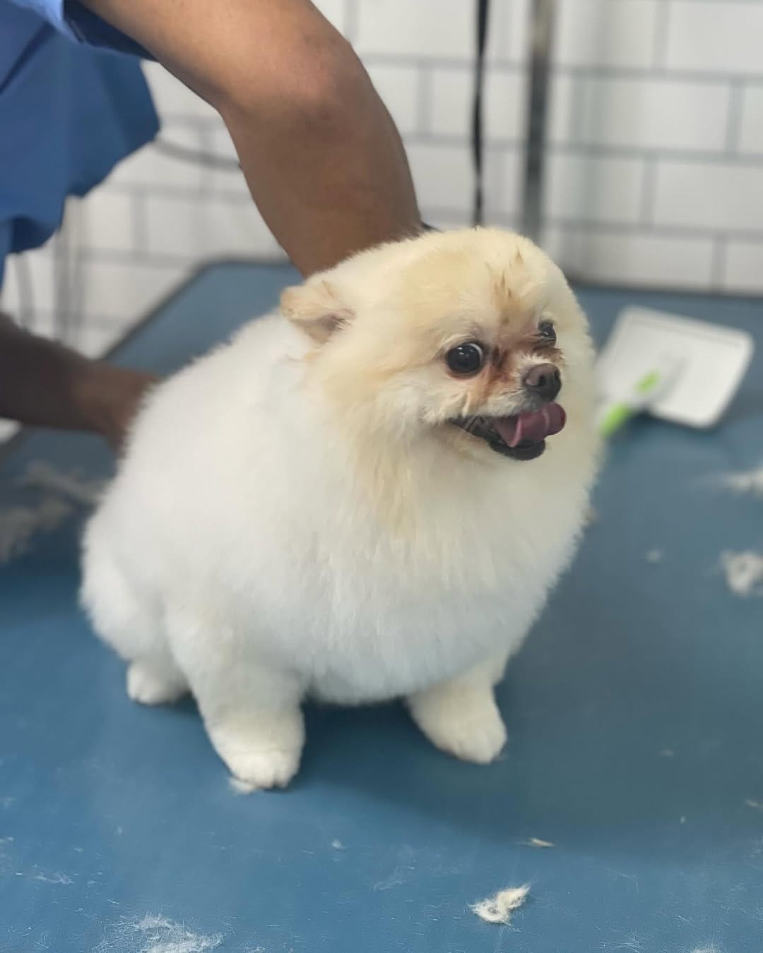 Post 6 by Urban Hub Pet Grooming & Daycare-Boarding on Instagram (carousel)