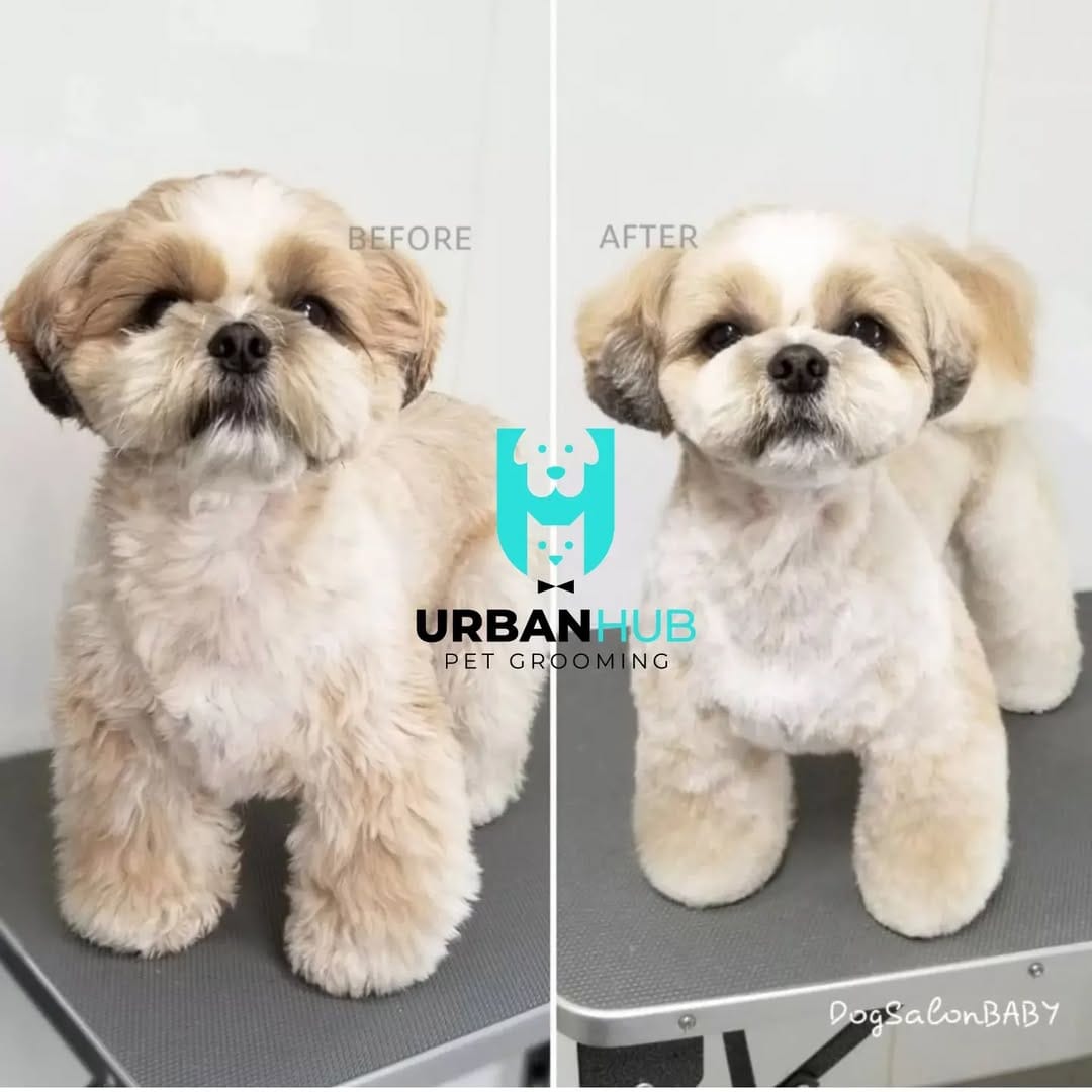 Post 8 by Urban Hub Pet Grooming & Daycare-Boarding on Instagram (image)