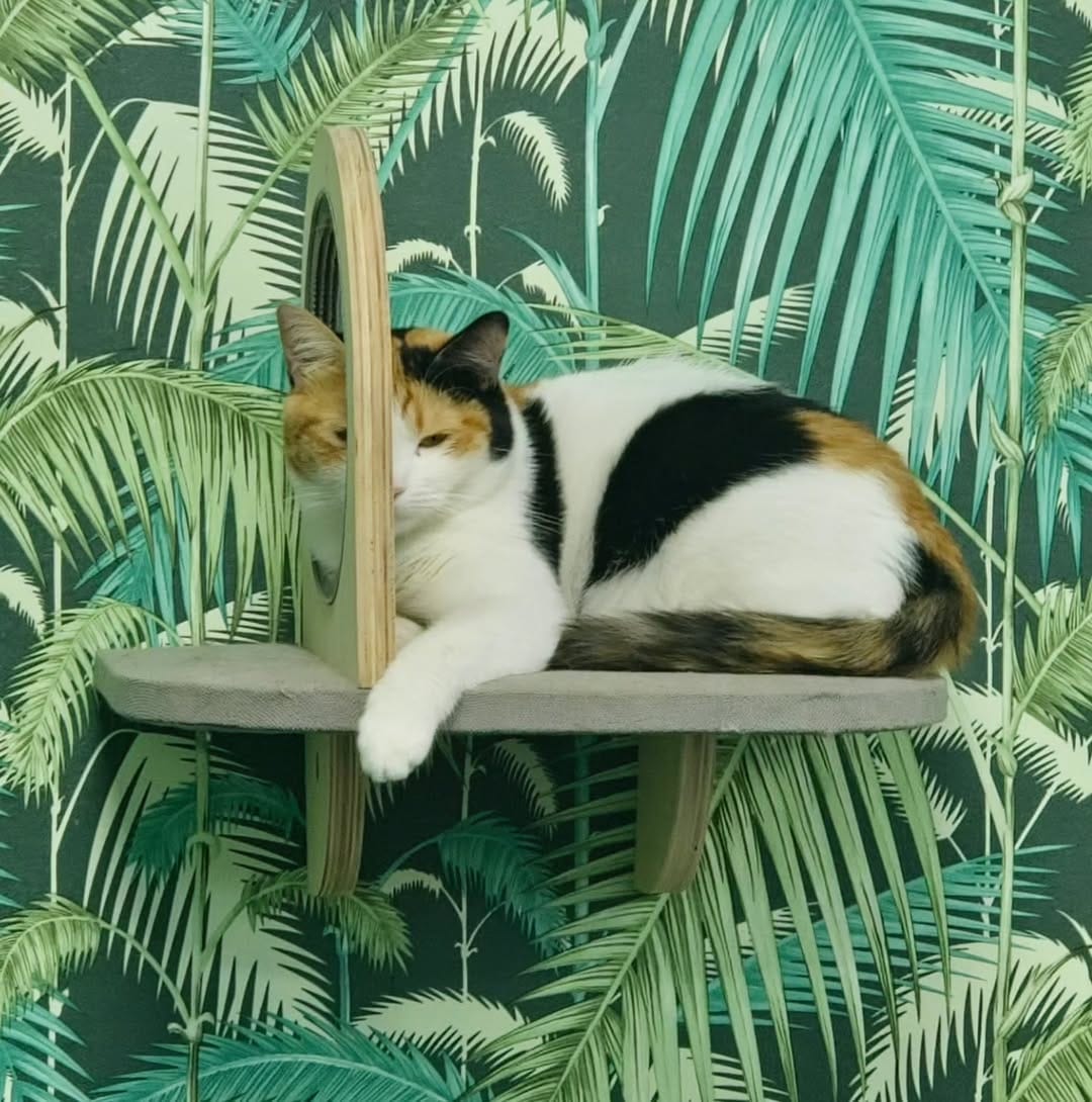 Post 3 by Urban Hub Pet Grooming & Daycare-Boarding on Instagram (image)
