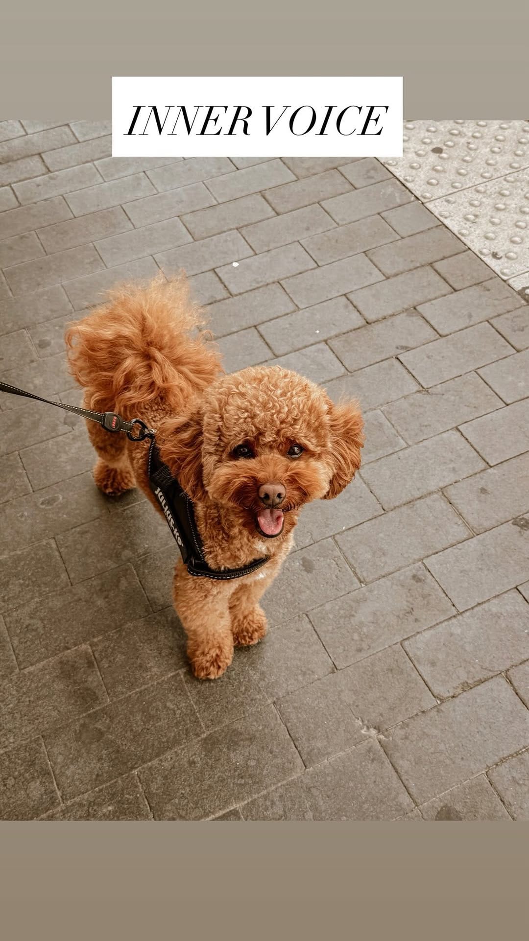 Post 3 by TECHNO PUP on Instagram (video)