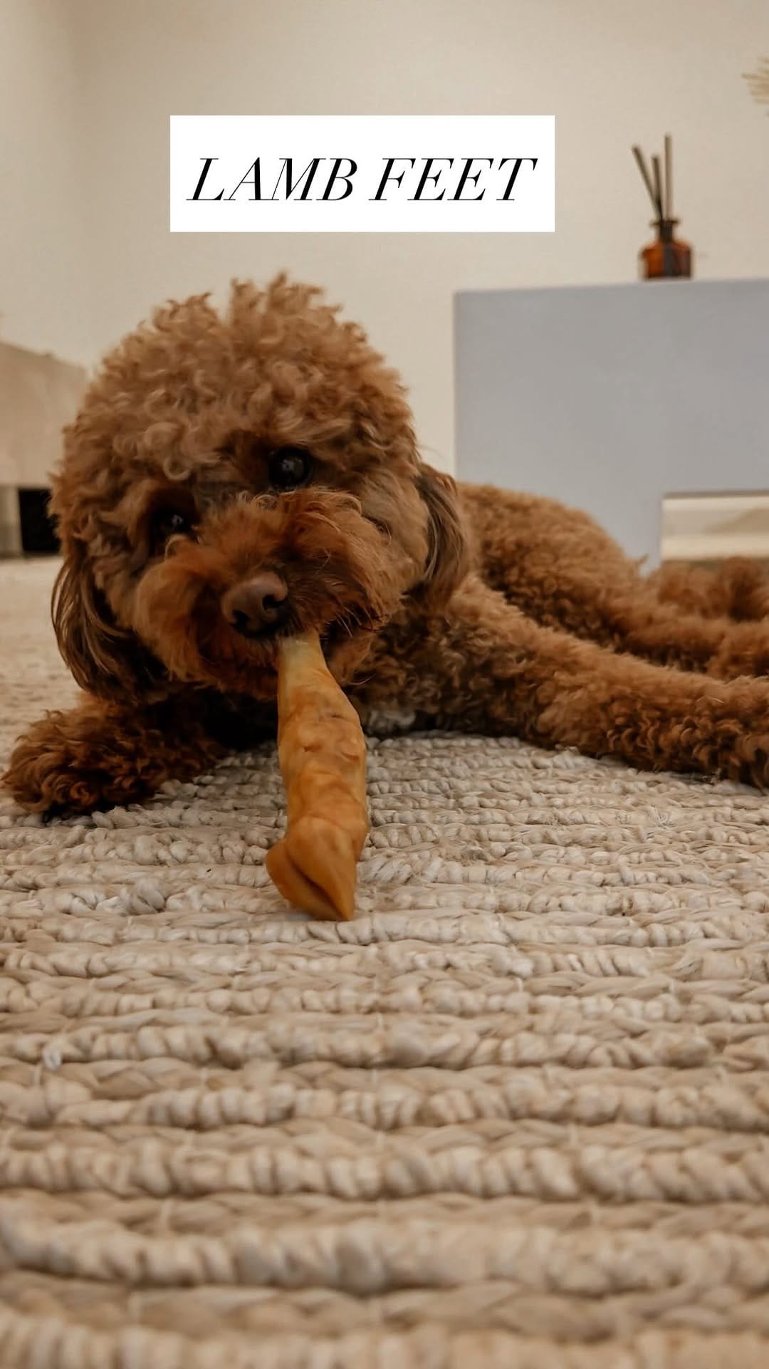 Post 6 by TECHNO PUP on Instagram (video)