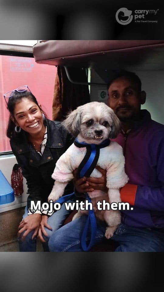 Post 6 by CarryMyPet on Instagram (video)